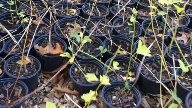 Backyard Nursery Propagation Bed Winterization смотреть онлайн