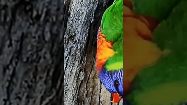 Rosella sound #shorts #bird #nature #sound #shortsvideo #shortsfeed #shortsviral смотреть онлайн