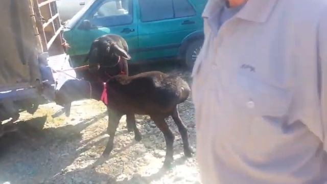 (130)конкурс баранов смотреть онлайн