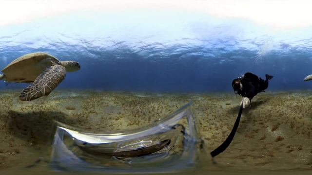 Marsa Alam 2021 05 28 Abu Dabbab 4K смотреть онлайн