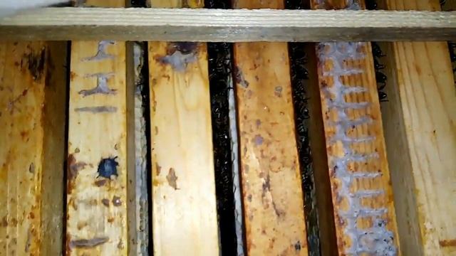 Пчелы.Чем может закончится  длительная зимовка пчёл,без  зимних осмотров и дотаций.5 м- без облёта.