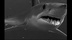MEGALODON клип