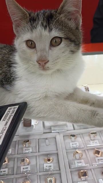 няшка#russian#катя #золото#585#ставрополье#кавказ#кот#коты#приколы#видео#животные#покупки#магазин#я смотреть онлайн