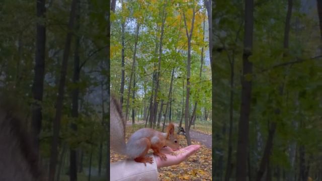 Белки в Нескучном саду. Доверие смотреть онлайн