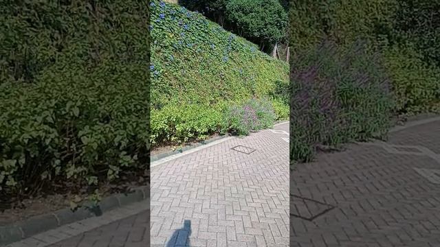 布引ハーブ園散策中😍 смотреть онлайн