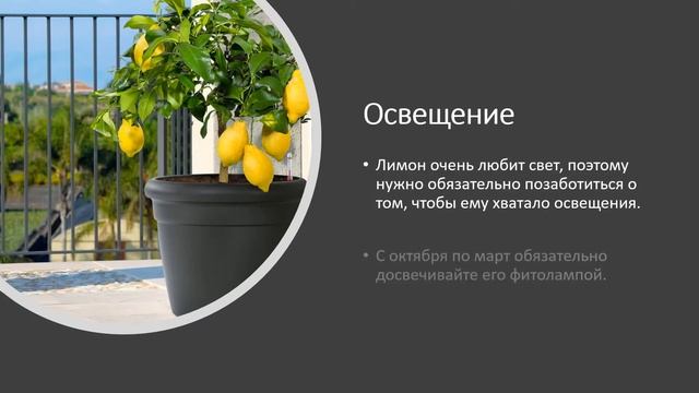 Огород на подоконнике