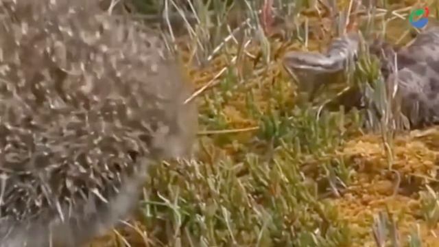 Animal Attack Snake King Cobra Died After Fighting With Porcupine Porcupine Attack Snake Pyth смотреть онлайн