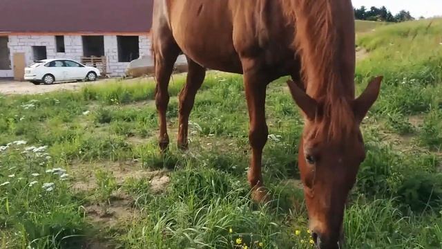 Лошади на огороде смотреть онлайн