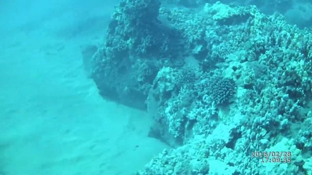 Scribbled Filefish, Makena, Maui смотреть онлайн