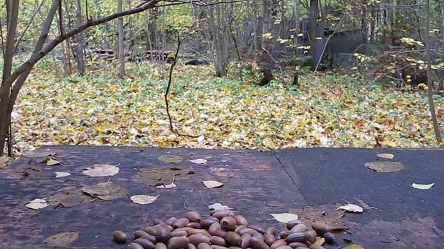 Сойки и ястреб-перепелятник1 смотреть онлайн