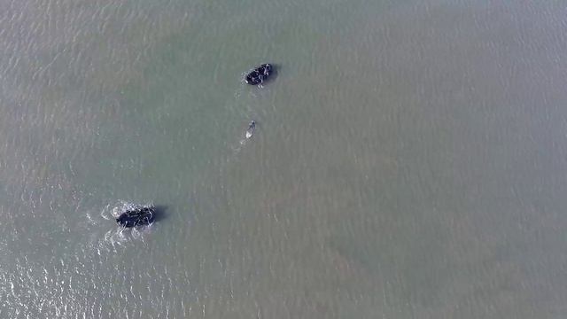 Skyview Scheveningen harbor - DJI Phantom 3 60fps (part 2)