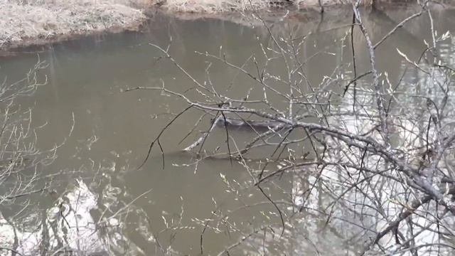 бобёр смотреть онлайн