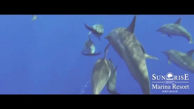 Radisson Marina Resort Port Ghalib | Port Ghalib, Marsa Alam, Egypt | CK VIVE