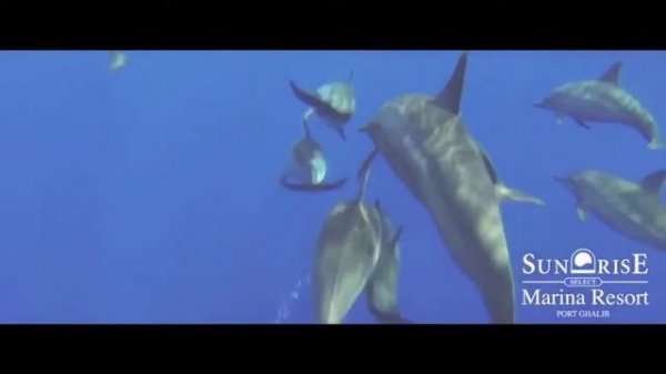 Radisson Marina Resort Port Ghalib | Port Ghalib, Marsa Alam, Egypt | CK VIVE