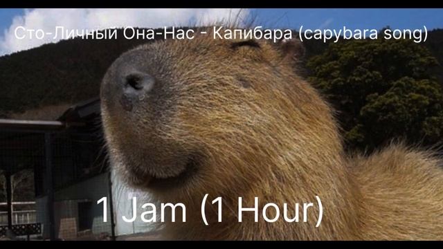 Сто-Личный Она-Нас - Капибара (capybara song) (1 jam / 1 hour ) смотреть онлайн