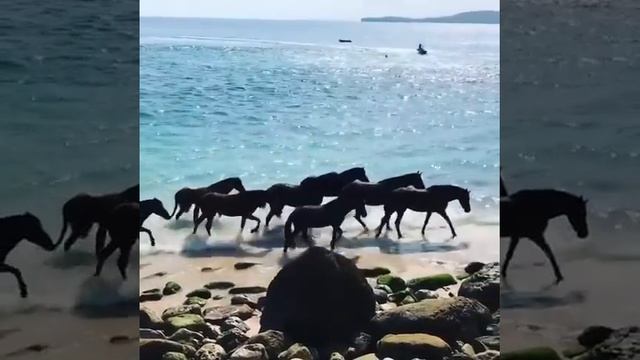 Wild Horses in Sumba Island, Indonesia смотреть онлайн