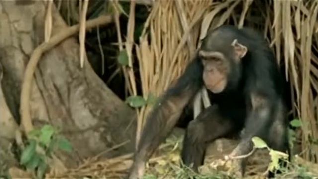 музыкальные обезьяны смотреть онлайн