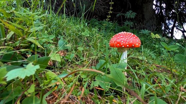 Mushrooms Can Talk to Each Other - How Plants Communicate and Think смотреть онлайн