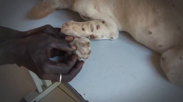 The Impact of Mango Worms on Stray Animals and How We Can Help смотреть онлайн