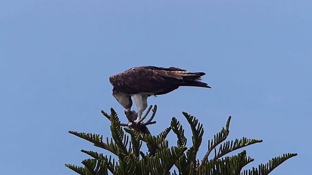Osprey Dines on Sushi смотреть онлайн