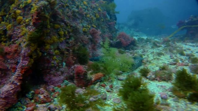 LA MORENA DEL SAN ANDRES 31-07-16 смотреть онлайн