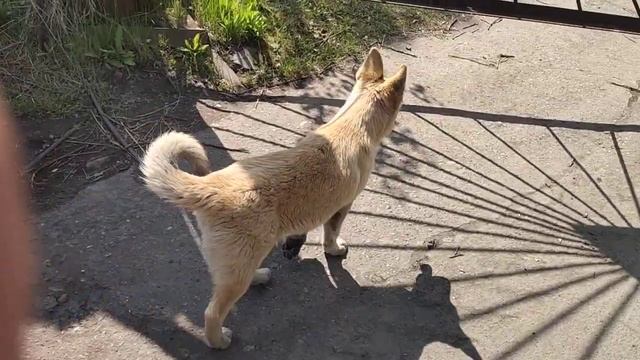 Найду освоилась на моей псарне смотреть онлайн