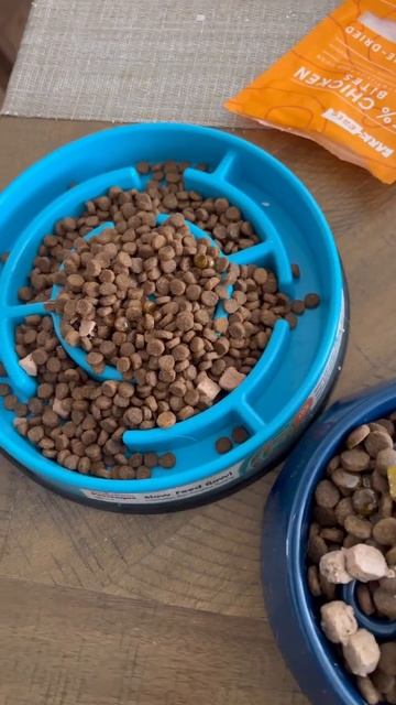 Amazon Finds for my Two HUSKIES #husky #siberianhusky #huskylove #huskylife #huskydog смотреть онлайн