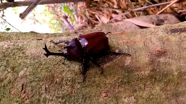 Corgi日常 獨角仙爬爬 Allomyrina dichotomus смотреть онлайн