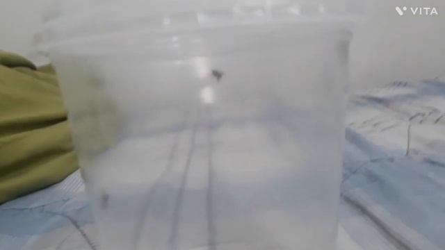 como cuidar una lagartija salamanquesa bebe смотреть онлайн
