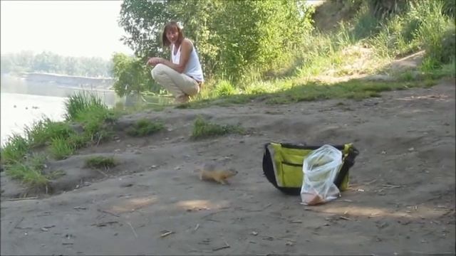 Суслик ворует хлеб смотреть онлайн