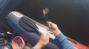 Крупные лещи на бортовые удочки, Белоярка 03.07.2022