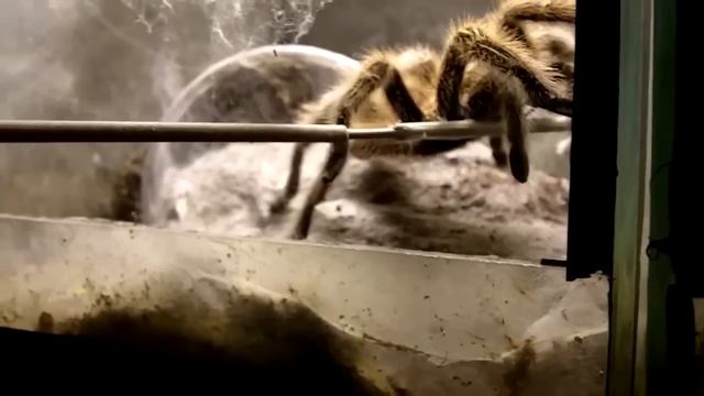 Mygale spider in HD 720p смотреть онлайн