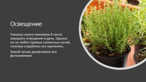 Как вырастить тимьян (чабрец) на подоконнике