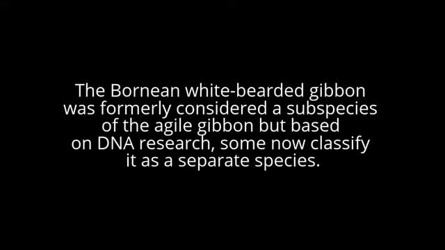 Bornean white-bearded gibbon смотреть онлайн