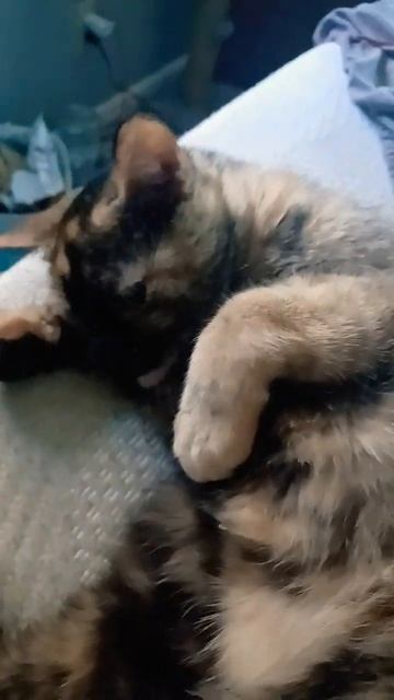 **crunch** (the sound of my finger being knawed on) #cat #funny #funnycats смотреть онлайн