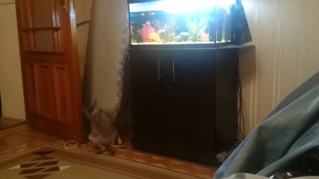 Глупый кот смотреть онлайн