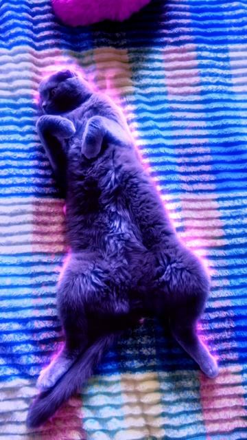 🔴КОТ СМОКИ🔴 смотреть онлайн