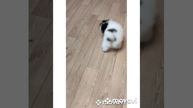 девочки смотреть онлайн