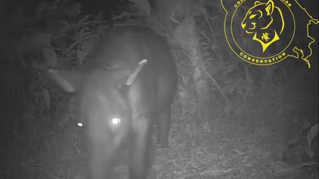 CJC PNT La Danta, Bairds Tapir (Tapirus bairdii) 2017 смотреть онлайн