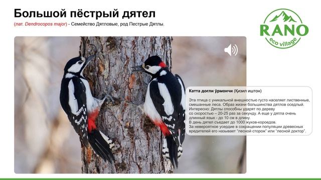 Большой пёстрый дятел смотреть онлайн
