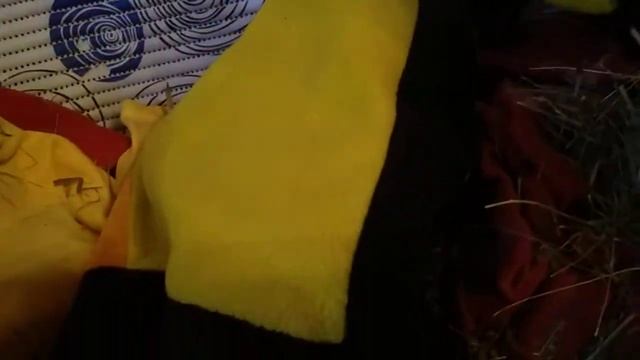 Внимание ОГРОМНАЯ ОПАСНОСТЬ ДЛЯ МОРСКИХ СВИНОК!Смотреть всем! смотреть онлайн