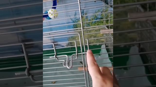 Прикольный Жако взламывает клетку смотреть онлайн