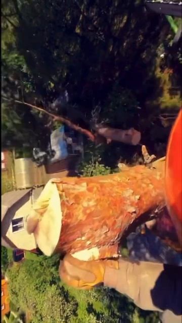 Крупные завесы 💥 #like4like #husgvarna #love #stihl #валкадеревьев #youtuber #gopro #video смотреть онлайн