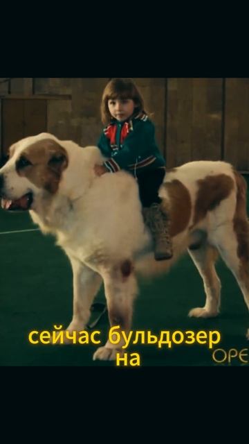 Алабай: САМАЯ БОЛЬШАЯ СОБАКА? Не все так просто! #алабай #shorts #самаябольшаясобака #shortsfeed смотреть онлайн