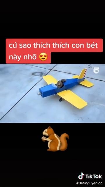 Khi sóc biết lái máy bay là có thật #shorts смотреть онлайн