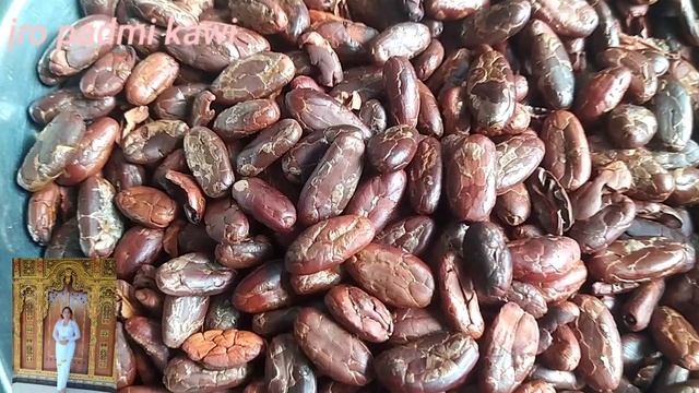 TUTORIAL/CARA MENGOLAH BIJI KAKAO/ COKLAT MENJADI BUBUK COKLAT YANG NIKMAT CARA SEDERHANA смотреть онлайн