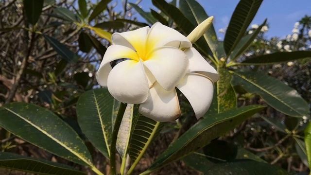Nature. Plumeria