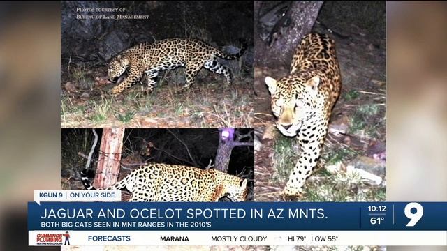 Jaguar, ocelot spotted again in southern Arizona mountains смотреть онлайн