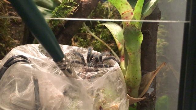 Avicularia/Caribena versicolor moving into new enclosure смотреть онлайн