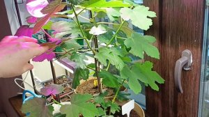 Инжир на подоконнике, долгожданные фиги